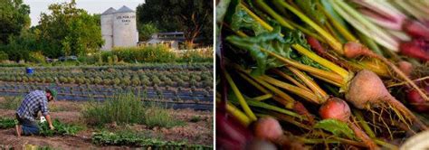From Farm To Table At Los Poblanos Inn Gardenista