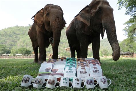 Bangkok Post Saving Elephants By Drinking Coffee