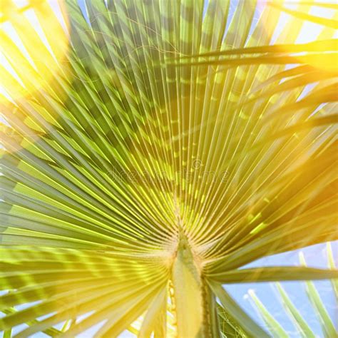 Tropical Palms On The Beach In Summertime Stock Photo Image Of Luxe