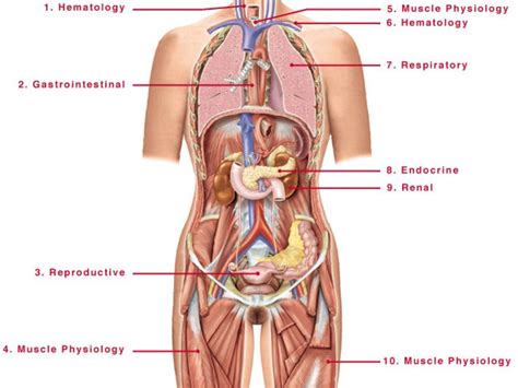 The internal anatomy is all of the parts you can't see, and where the reproductive magic happens. Pin on human anatomy organs