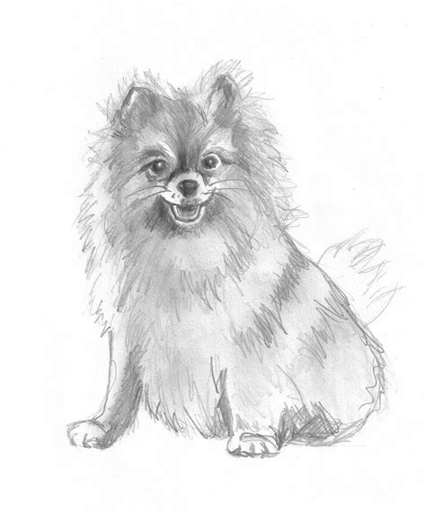 Speaking of puppies i got a new one august 28. Dog sketches - Pencil drawings of dogs