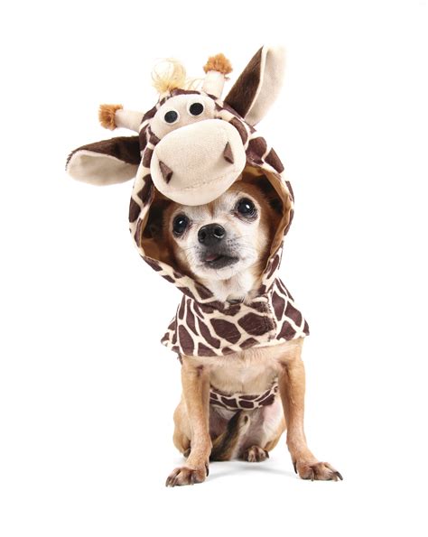 Top 5 Adorable Pet Costumes This Years Halloween