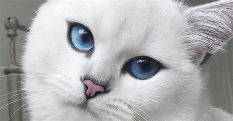 Cat With Blue Eyes And Natural Winged Eyeliner Takes Flawless Selfies
