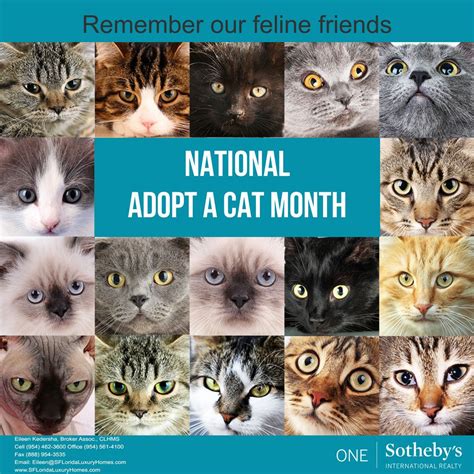 National Adopt A Cat Month American Humane Is Devoting The 45th Annual