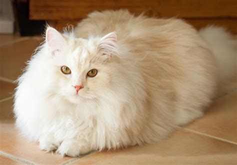 Grooming Your Cat Cat Care Cats Guide Omlet Uk
