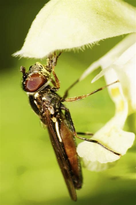 Close Up Side View Of Caucasian Flower Flies Under The Petal White