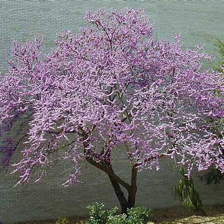 Most small ornamental trees have striking flowers, berries for wildlife, interesting branch patterns, and winter interest. Trees for Small Yards | Flowering trees, Ornamental trees ...