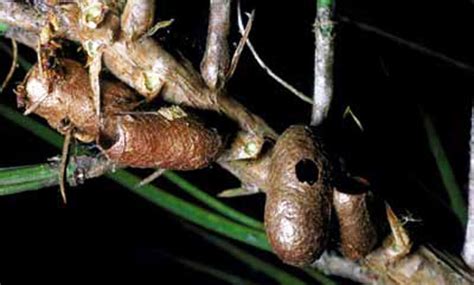 Pine Sawflies Neodiprion Spp