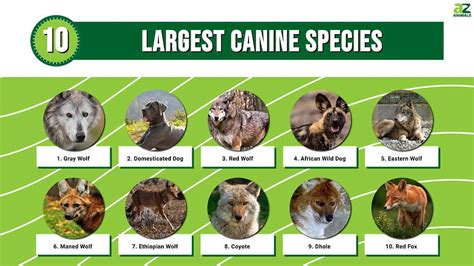 The 10 Largest Canine Species A Z Animals