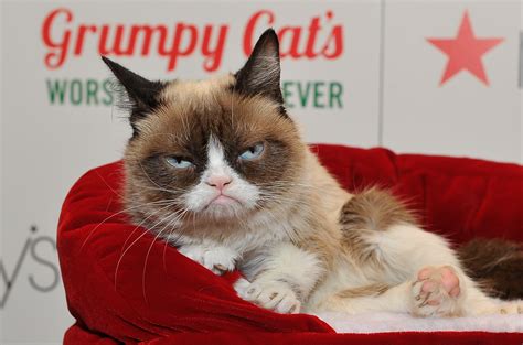Grumpy Cats Lifetime Holiday Movie Claws Out For Claus The