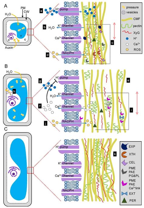 The Role Of Auxin In Cell Wall Expansion Isodiametric Plant Cell