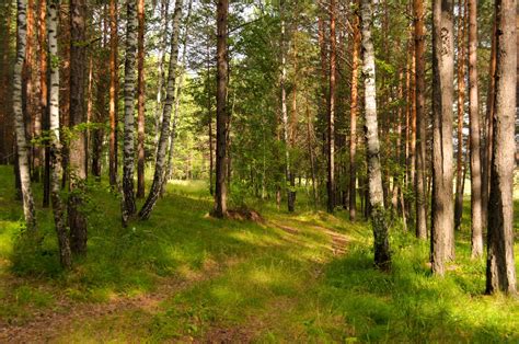 Trail In A Pine Forest Free Image Download