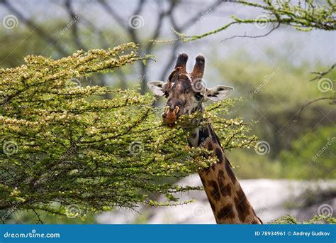 Giraffe Is Eating Acacia Savannah Close Up Kenya Tanzania East