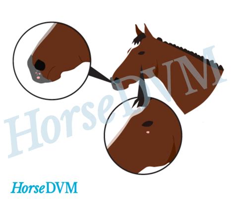 Papillomatosis Horsedvm Diseases A Z