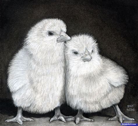 Cute Animal Drawings Realistic Information Zoo Animals