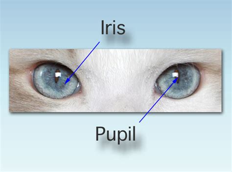 They eyes open at one corner and become fully open by the time they most kittens will have blue eyes. Blog About Cats: Cat Eye Color Change