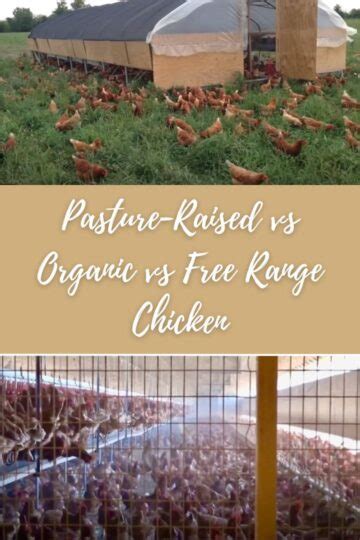Pasture Raised Vs Organic Vs Free Range Chicken Explained