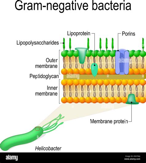 Bacterias Gram Negativo Bacilos Fotograf As E Im Genes De Alta