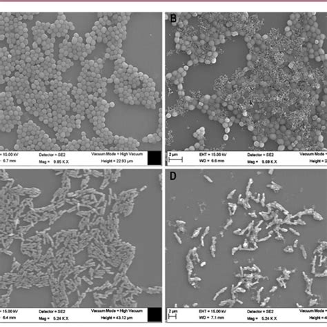 Flow Cytometric Analysis Of MRSA A And E Coli B Bacterial Cells