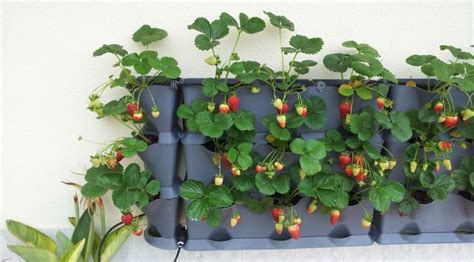 fraisier en pot conseil culture  plantation