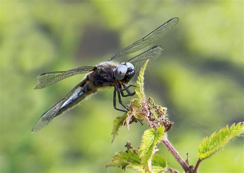 Scarce Chaser Dragonfly On A Stinging Nettle Scarce Chaser Flickr