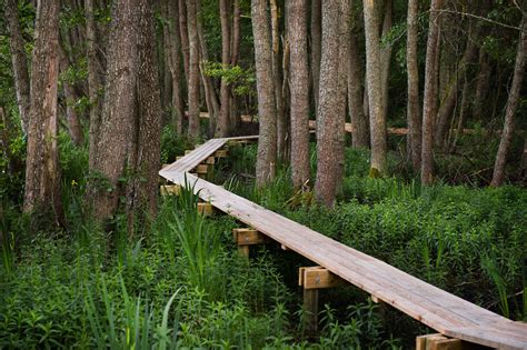 Design For Forest — Landscape Architecture Platform Landezine