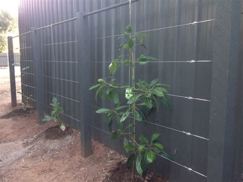 Installing An Espalier System Using Catenary Wire And Wire Fittings