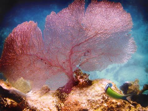 Pretty Pink Fan Coral Mermaid Pictures Stunning Photography Fan
