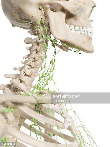 Cervical Lymph Node Photos And Premium High Res Pictures Getty Images