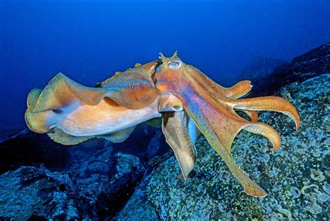 Pic Beautiful Sea Life Animals Amazing Marine Life Deadly Creatures