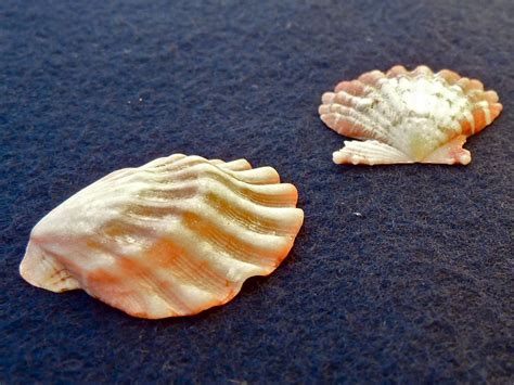 Bali Shells I Love Shelling