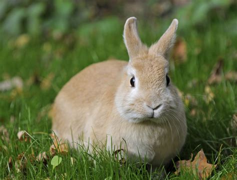 The Meaning And Symbolism Of The Word Rabbit
