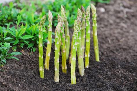 Some are very well known to us, yet many others are obscure or only grown in certain regions around the world. 12 Perennial Vegetables You Can Plant Once and Harvest Forever - Live Love Fruit