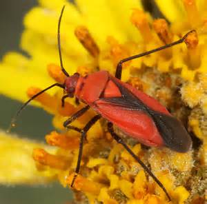 Red And Black Bug Oncerometopus Nigriclavus Bugguidenet
