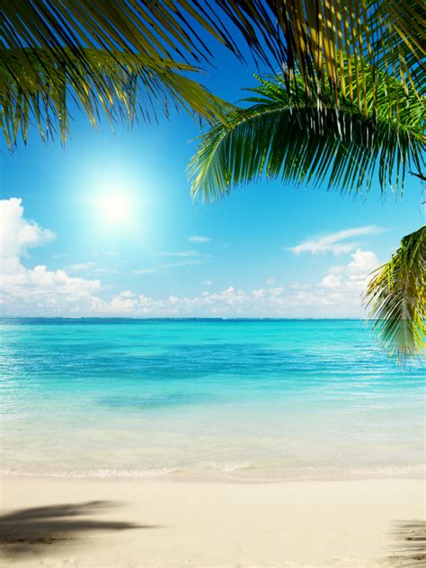 Free Download Caribbean Summer Beach Background Wallpaper Hd Wallpaperd