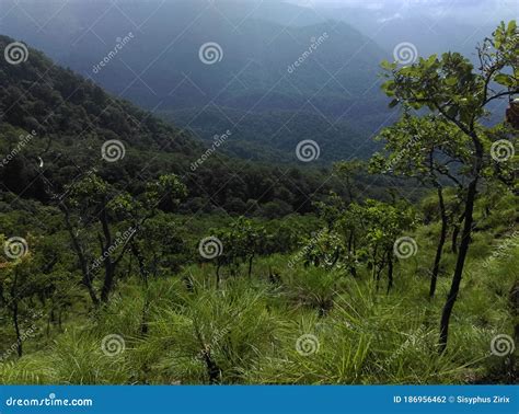 Mountain Slope And Dense Forest In Kerala Stock Photo Image Of Slope