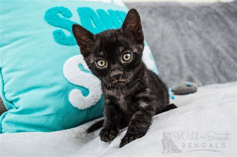 B they have a wild appearance with large spots, rosettes, and a light/white belly, and a body structure. Black Melanistic Bengal Cats for Sale | Wild & Sweet Bengals