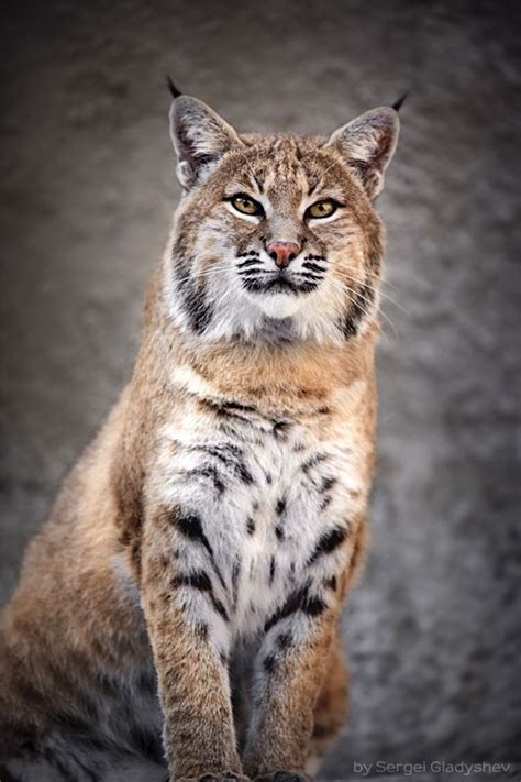 17 Best Images About Bobcat On Pinterest Bobs Pets And