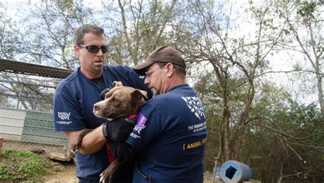 50 Pit Bulls Seized From Home Dog Fighting Suspected