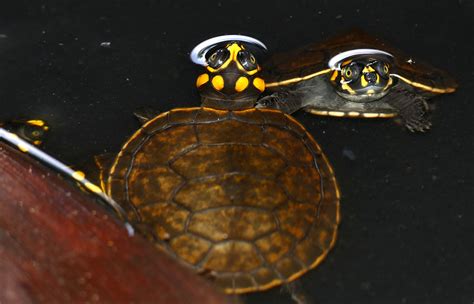 8 Interesting Facts About Yellow Spotted Amazon River Turtle Animal