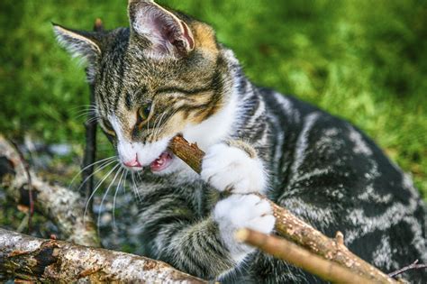 Members of a feral cat colony can include cats that have strayed after living with human caretakers as well as their offspring, which have had little human contact or none at all. Feral Cat Behavior - Cat Appy
