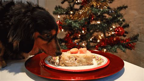 Dog Christmas Dinner Celebrate The Festive Season With Your Pup