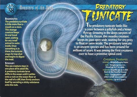 Predatory Tunicate Weird N Wild Creatures Wiki Fandom