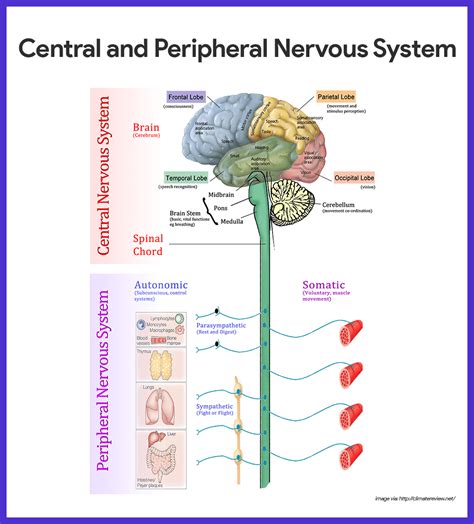 The central nervous system (cns) includes the brain and spinal cord (see figure below ). Nervous System Anatomy and Physiology • Nurseslabs