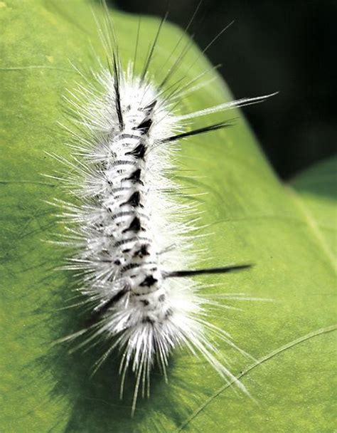 Dont Touch White Caterpillars Experts Say News