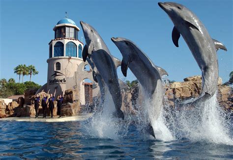 Seaworld San Diego Rides Dazzling Shows And Animal Exhibits