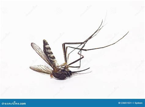 Dead Mosquito Stock Image Image Of Wing Dead Horizontal 23651531