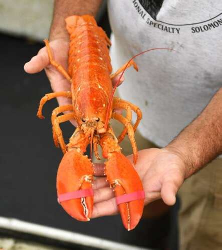 One In 30 Million Catch Rare Pumpkin Lobster Landed