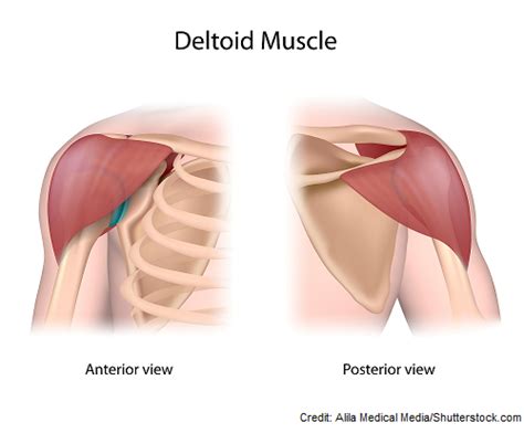 Deltoid intramuscular injection is given into a central location on a relatively small muscle mass if a 2ml injection of b12 is given in the deltoid, how long after would it take to know if any damage is done? Sarah BSN, RN — Cranial Nerve Examination Nursing