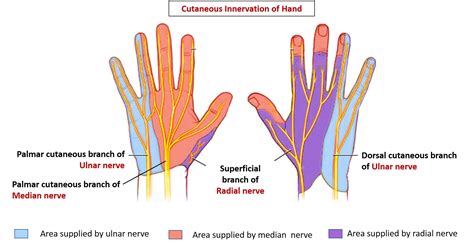 Cutaneous Innervation Of Hand